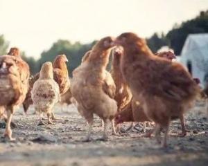 雞腹瀉的原因及防控措施